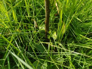recovering tree