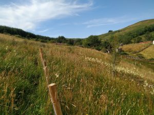 thriving transplanted trees