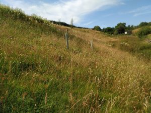 marshy bottom woodland 