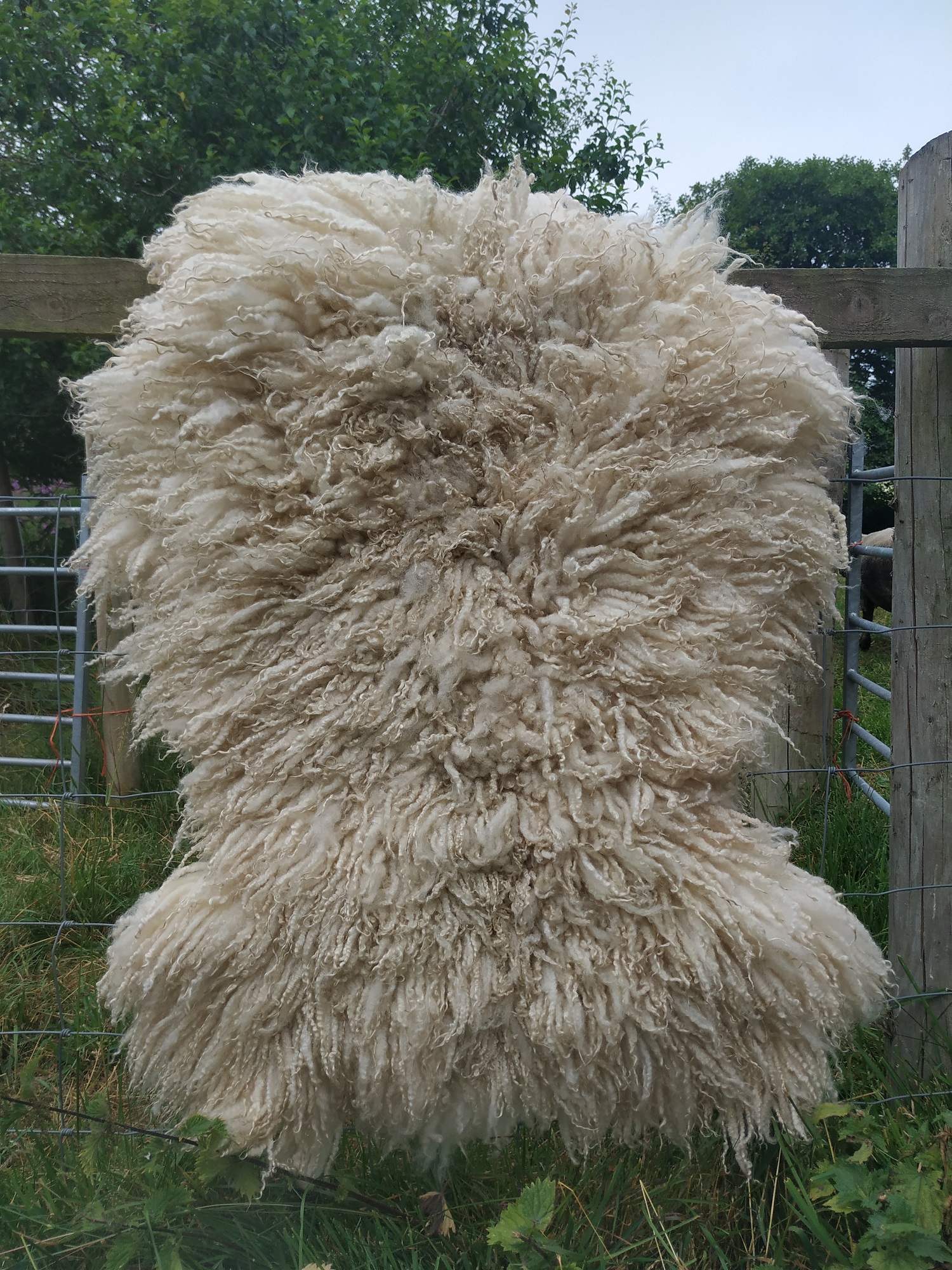 Felted-fleece, sheep-friendly, “sheepskin” rug – natural cream – Scotch Mule Hog fleece – 36” x 23”