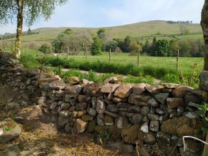stone dyke by track 3 - in progress