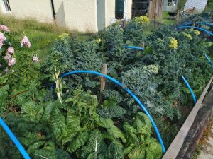 veggies - kale pushing through the netting