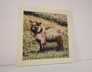 Pictures of sheep in the Scottish countryside - Yggy mounted