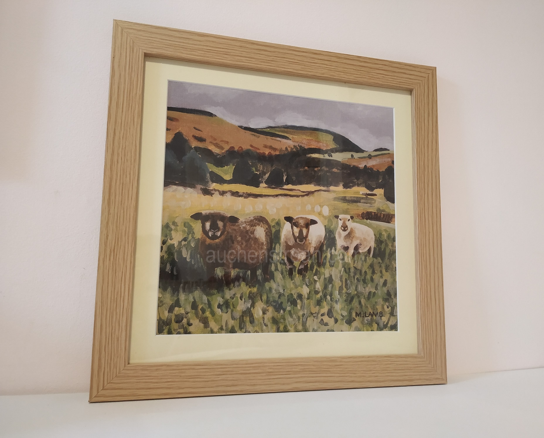 sheep gifts - sheep in the scottish countryside