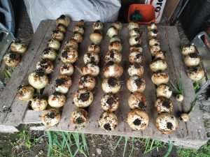 onions drying
