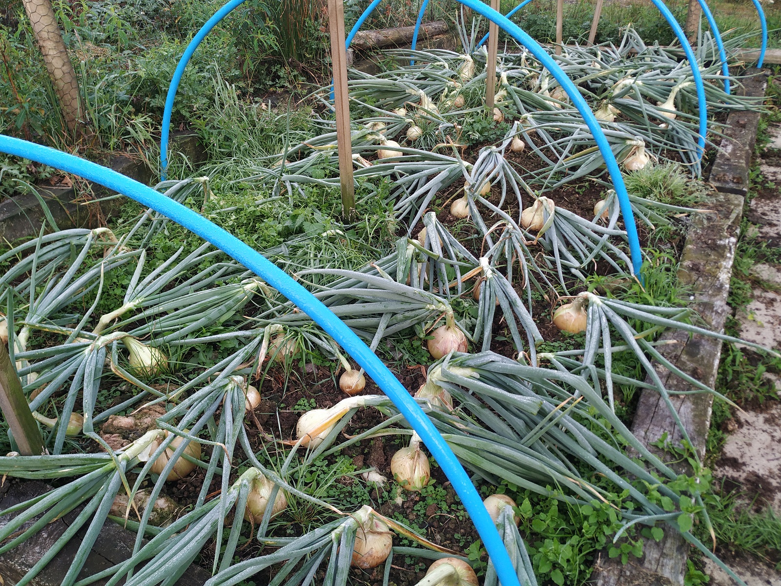 onions with leaves bent
