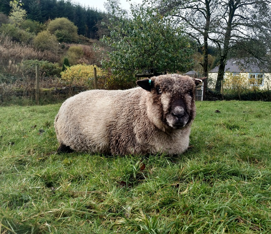 Homegrown, felted-fleece, sheep-friendly “sheepskin” pram liner/baby mat – natural beige, cream, grey – Coloured Ryeland fleece provided by Sky– 32” x 15” - Image 6