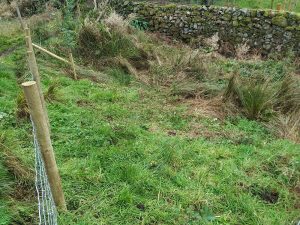 planting trees - small area