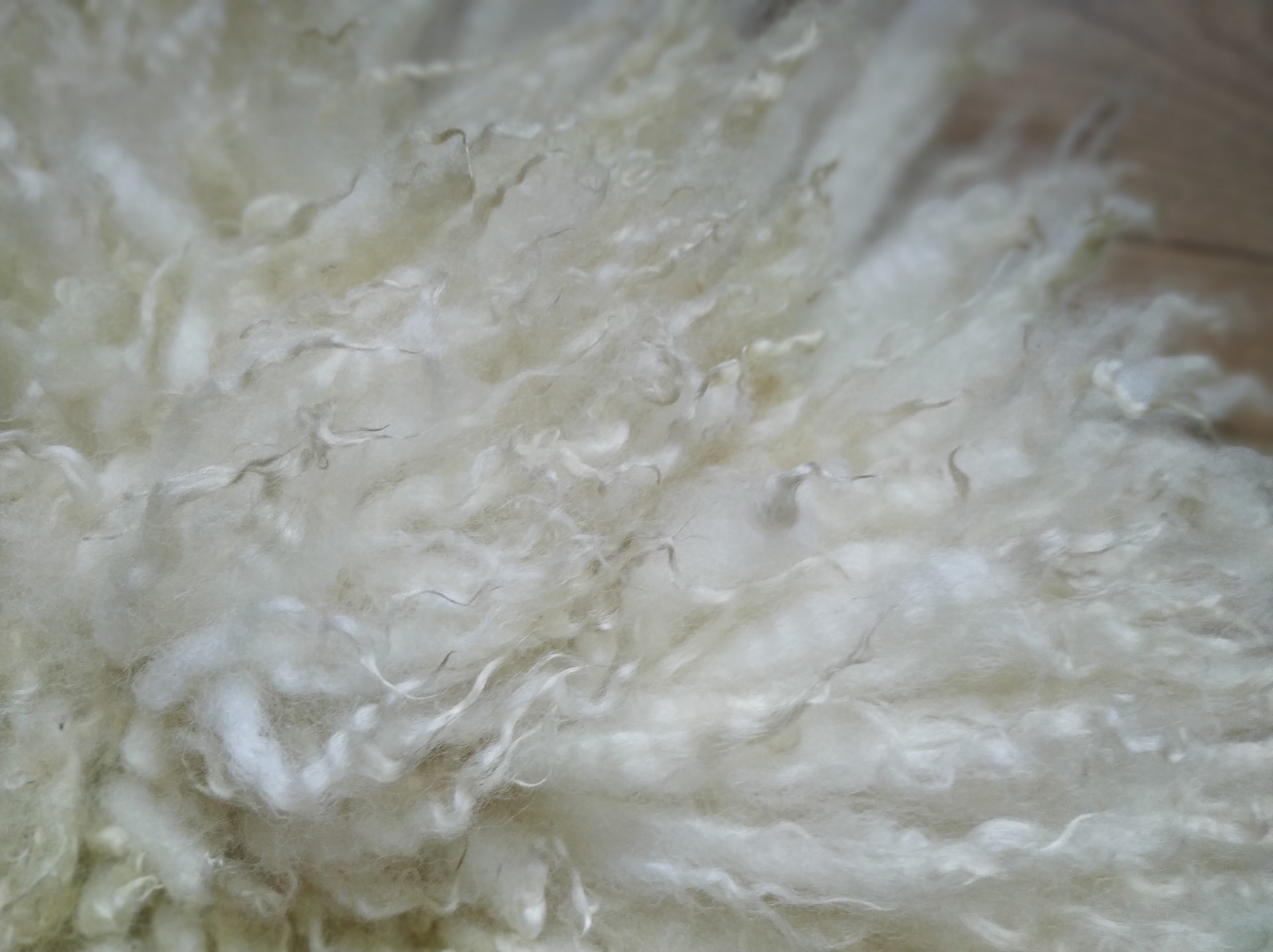 Felted-fleece, sheep-friendly “sheepskin” mini rug – rich cream – Swaledale Mule – 25” x 18” - Image 4