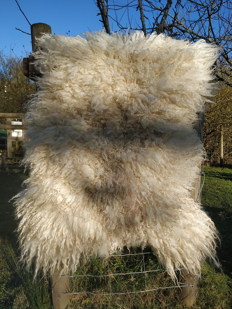 Felted-fleece, sheep-friendly “sheepskin” rug – natural cream – North Country Cheviot Mule Hog fleece – 37” x 24”