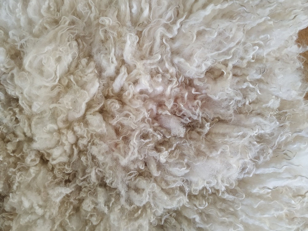 Felted-fleece, sheep-friendly “sheepskin” rug – natural cream – North Country Cheviot Mule Hog fleece – 37” x 24” - Image 6