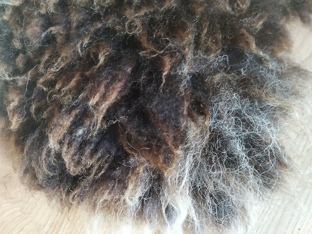 Felted-fleece sheep-friendly “sheepskin” rug – shades of brown & creamy-white – rare breed - Jacob fleece – 25” x 17” - Image 6