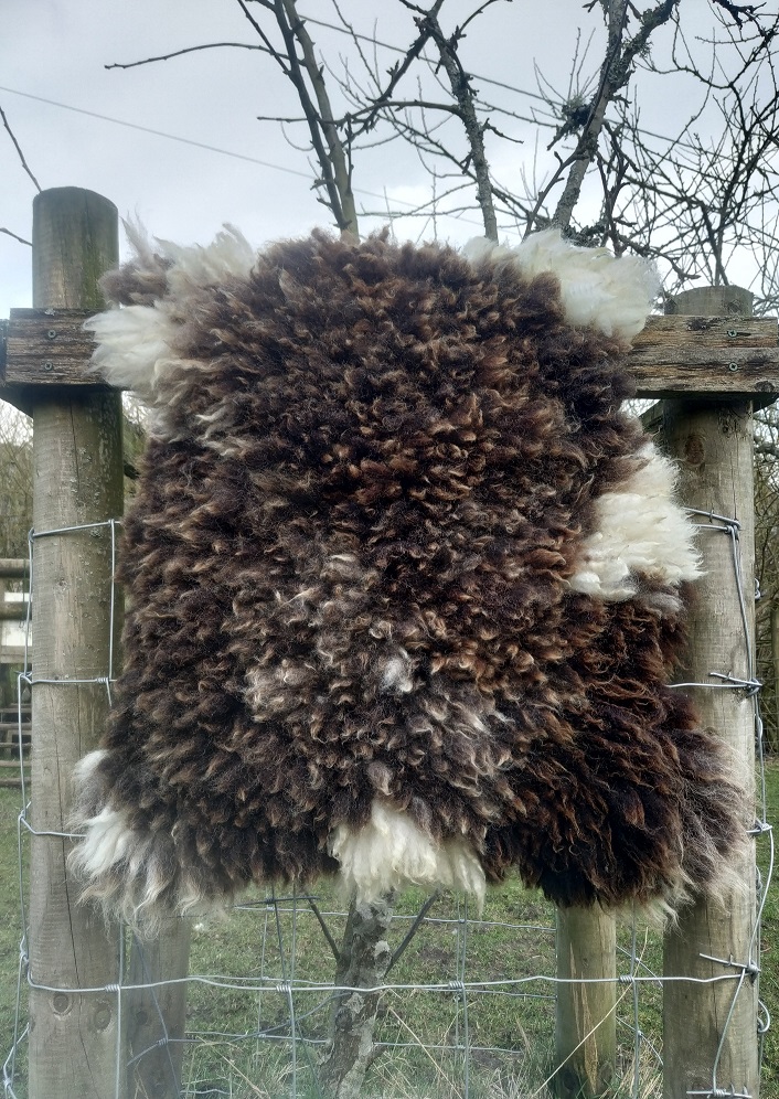 Felted-fleece sheep-friendly “sheepskin” rug – shades of brown & creamy-white – rare breed - Jacob fleece – 25” x 17”