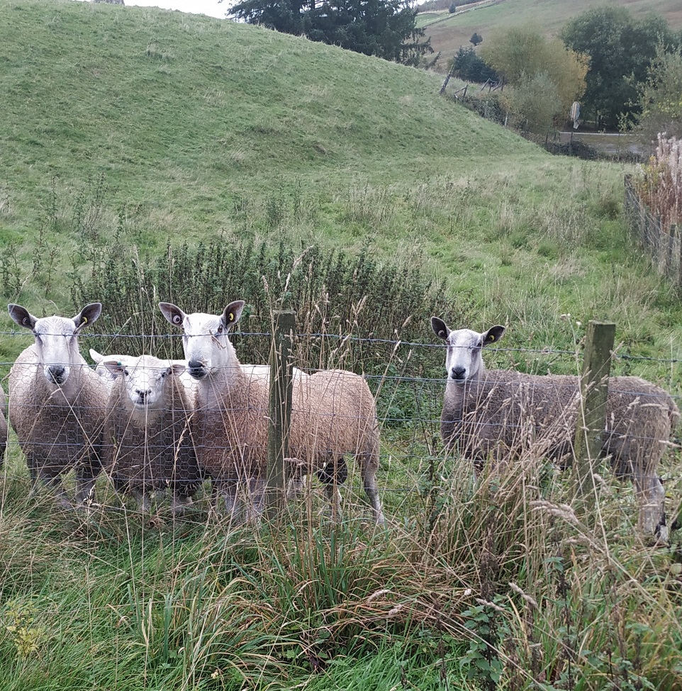 Felted-fleece “sheepskin” rug – natural ivory – Blue Faced Leicester fleece – 40” x 25” - Image 7