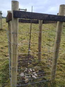 new apple tree protected