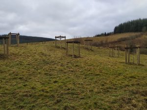 new apple trees