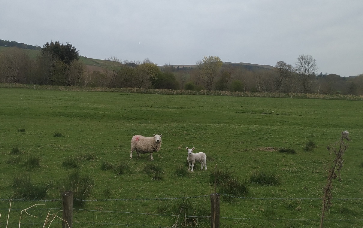 Felted-fleece, sheep-friendly, “sheepskin” rug – natural palest creamy-white – Scotch Mule hog fleece – 34” x 21” - Image 9