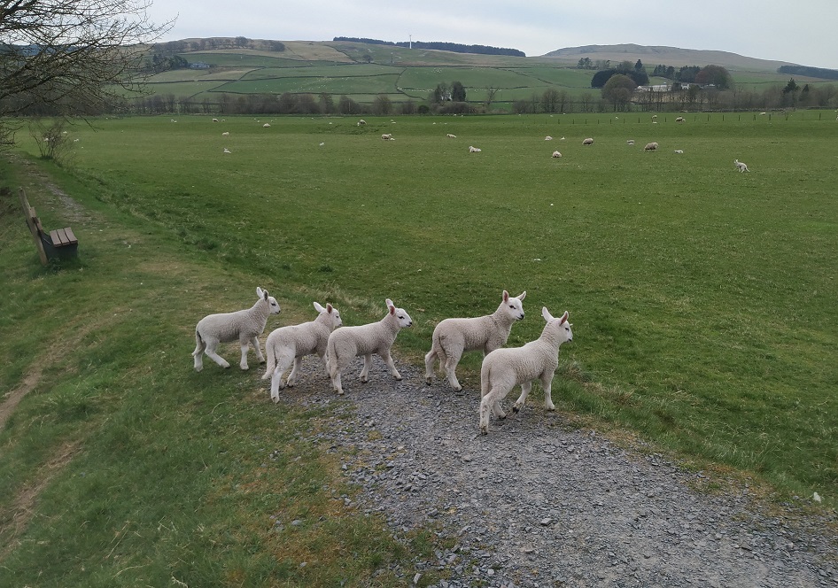 Felted-fleece, sheep-friendly, “sheepskin” rug – natural palest creamy-white – Scotch Mule hog fleece – 34” x 21” - Image 10