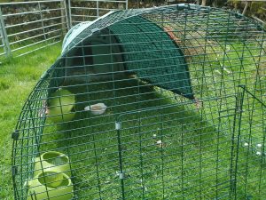Chicken Run - Omlet