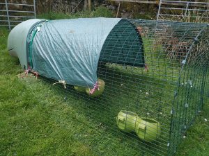 Chicken Run - Omlet