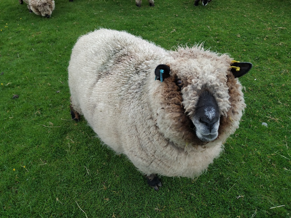 fluffy fleece