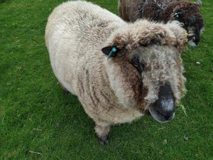 Yarr woolly sheep
