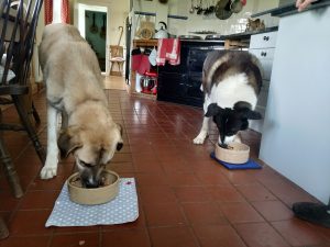 dinner time
