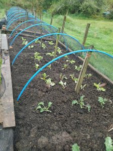veggie patch planted