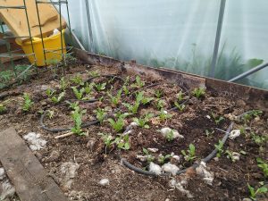 polytunnel salad crops