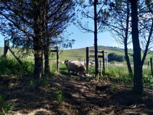 first sheep enter silvo