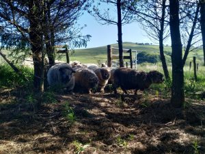 sheep entering silvo
