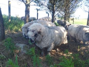 sheep find the willow herb