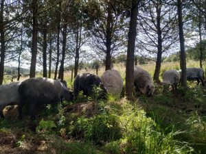 sheep grazing silvo