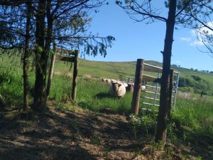 sheep pondering new silvo