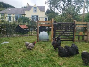 hen central - view from the orchard