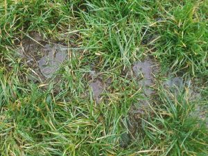 puddles