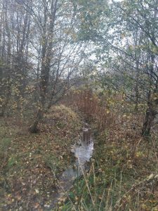 woodland in autumn