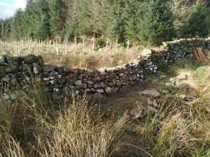 dry stone dyke - rebuild underway