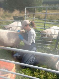 sheep cuddles