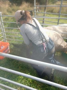 sheep maintenance