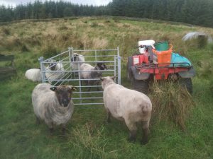 sheep maintenance