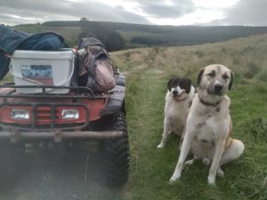 livestock guardian dogs