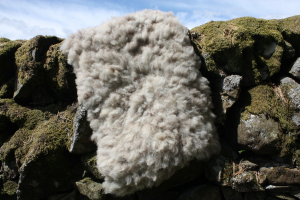 sheep friendly sheepskin - Coloured Ryeland - "Bluemli"