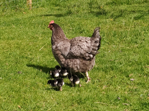 MMJ and 5 chicks