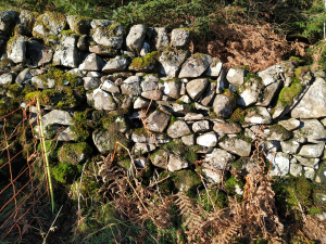 dry stane dyke damage to top (Dec 2021)