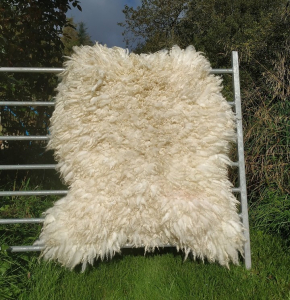 sheep-friendly sheepskin - North Country Cheviot Mule hog 