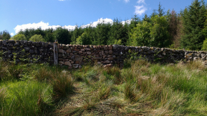 Stone dyke - filling a gap day 10 - complete (June 2019)