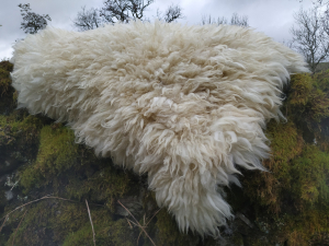 felted fleece rug - Border Leicester