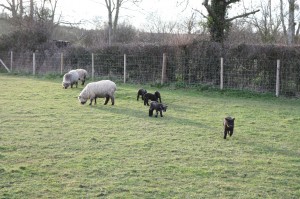 Lambs play in early evening 