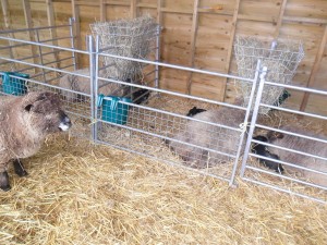 in the lambing shed      